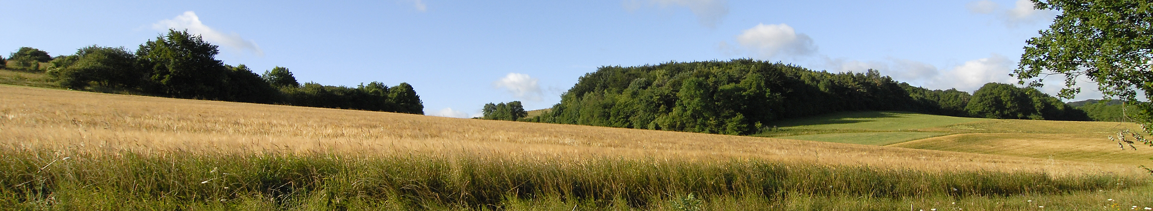 Weizenfeld, im Hintergurnd Bäume ©Feuerbach